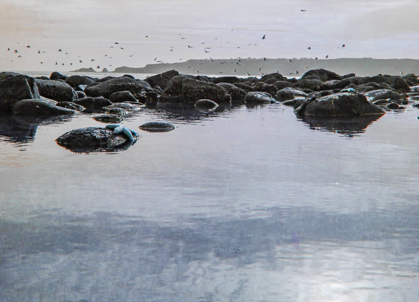 close up of rocks with seagulls twirling in the distance